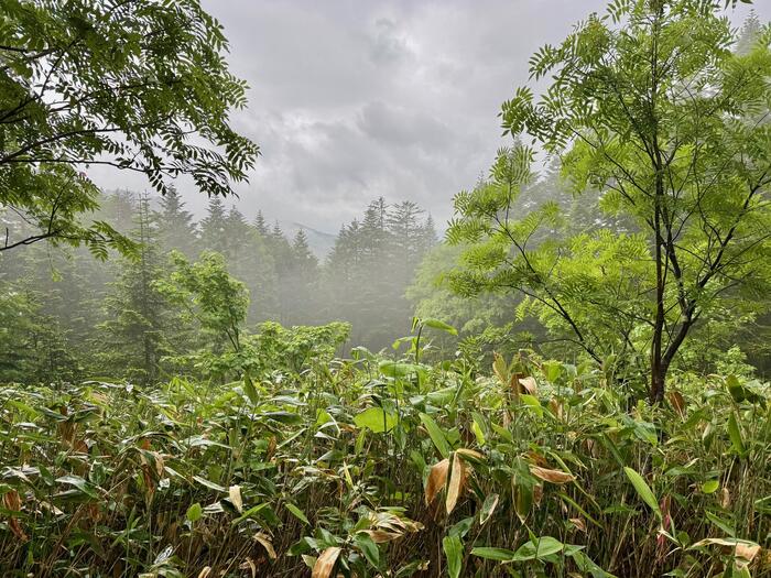 尾瀬　沼山峠展望台