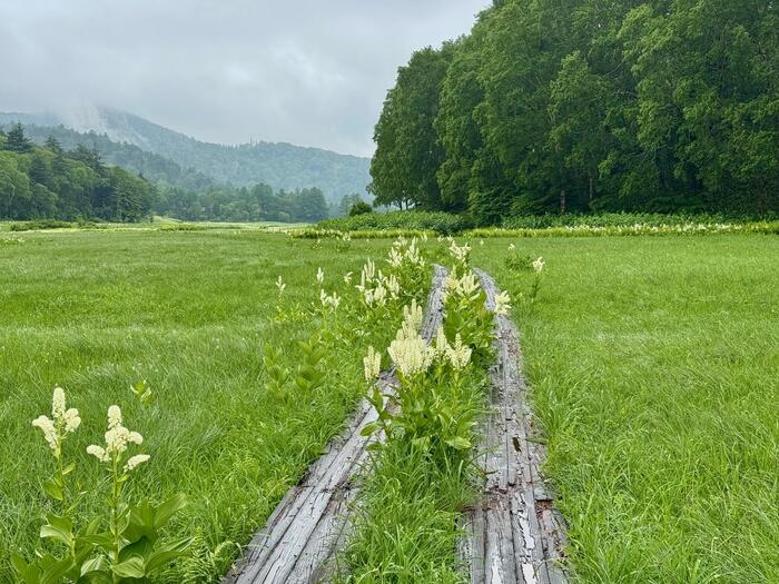 尾瀬　大江湿原