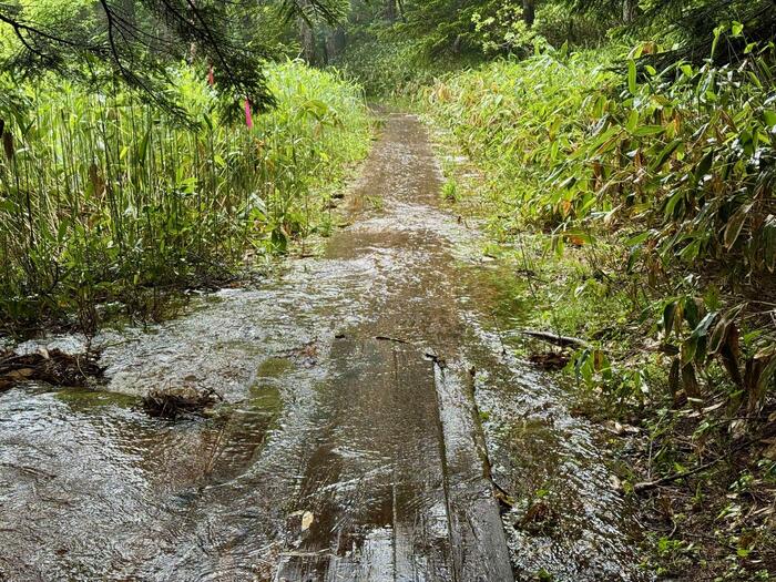 尾瀬　木道