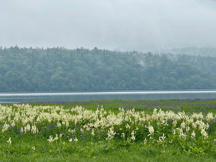 尾瀬　尾瀬沼　大江湿原