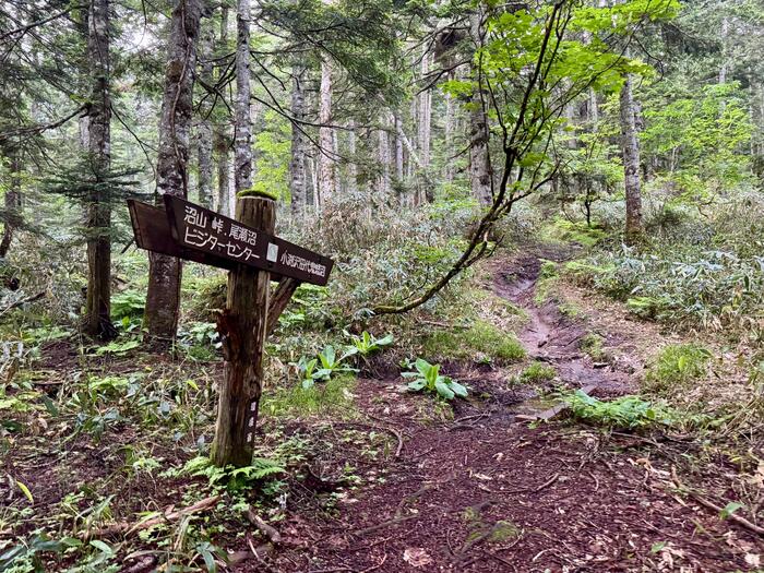 尾瀬　尾瀬沼　小淵沢田代