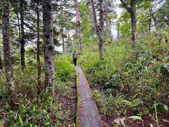 尾瀬　尾瀬沼　小淵沢田代