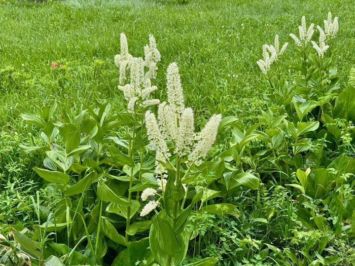 尾瀬　コバイケイソウ