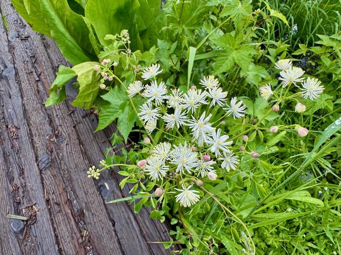 尾瀬　高山植物