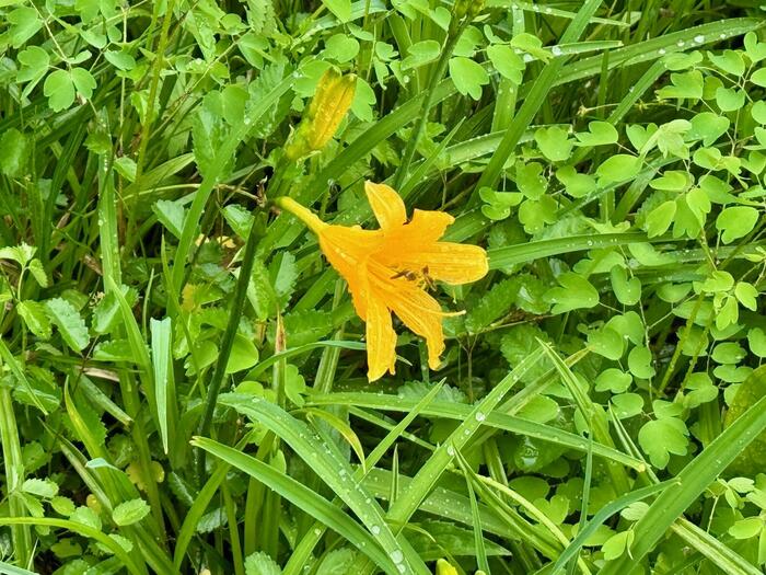 尾瀬　ニッコウキスゲ