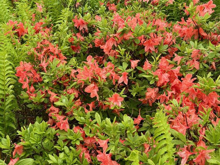 尾瀬　高山植物