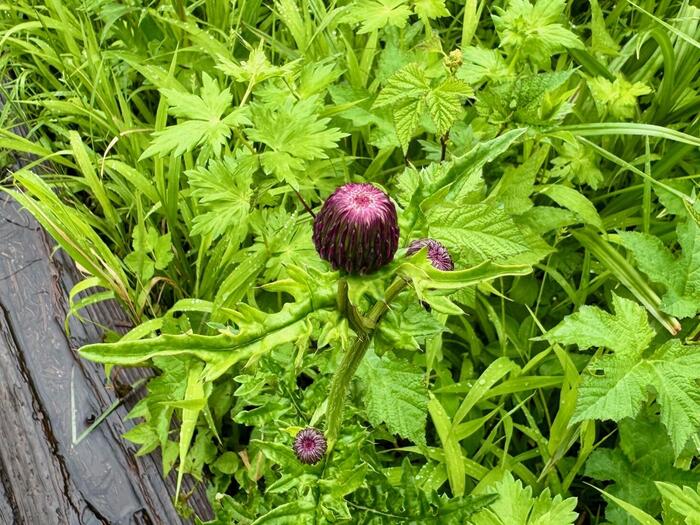 尾瀬　高山植物