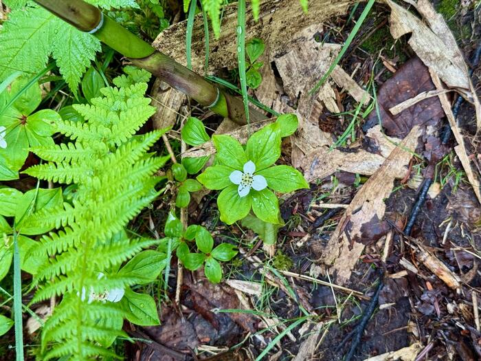 尾瀬　高山植物