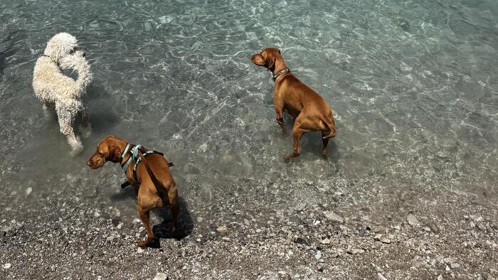 ＜たまたま同じ犬種のビズラーが4匹もいて、愛犬はテンションが爆上がり＞