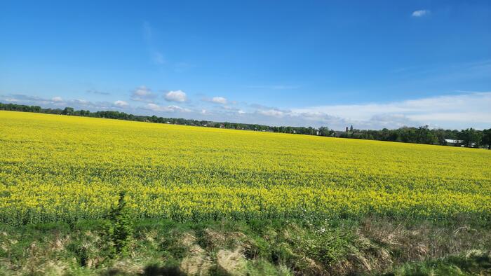 車窓から見る広い草原が美しい