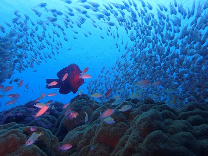 海中の魚の群れ