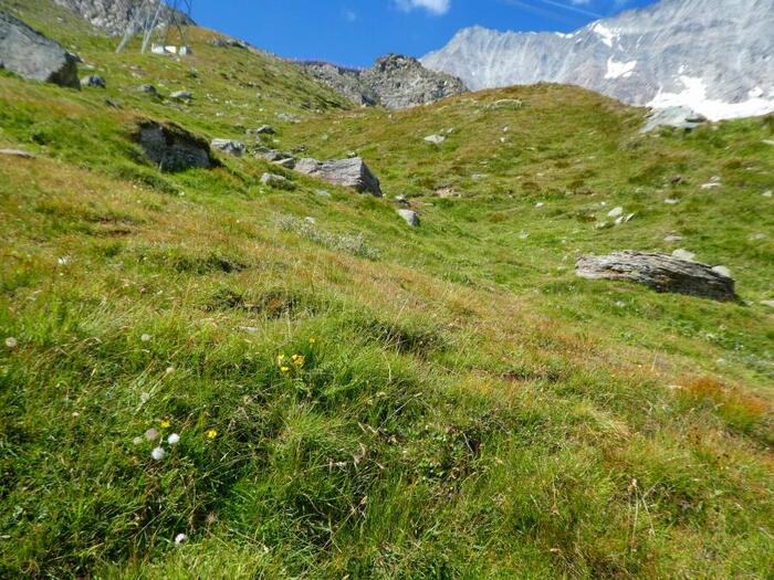 高原、マーモットはどこ？