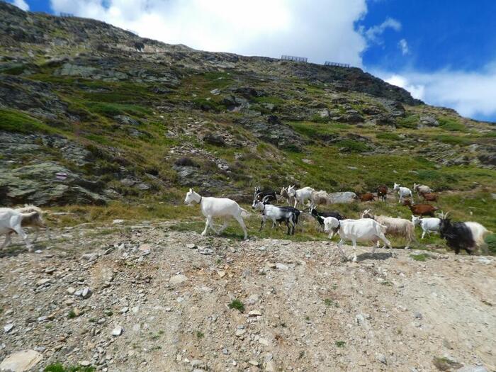 ＜自由行動中のスイスのヤギたち＞