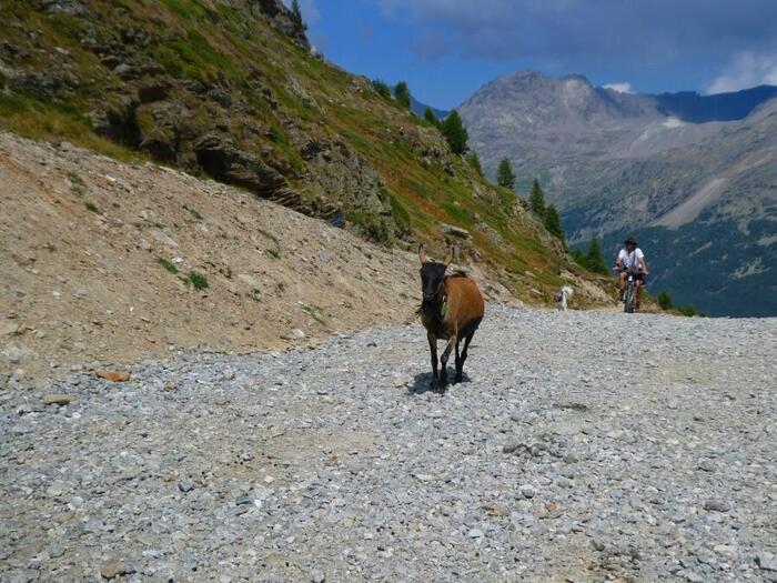 ＜団体行動を乱したヤギも、ようやく群れに合流＞