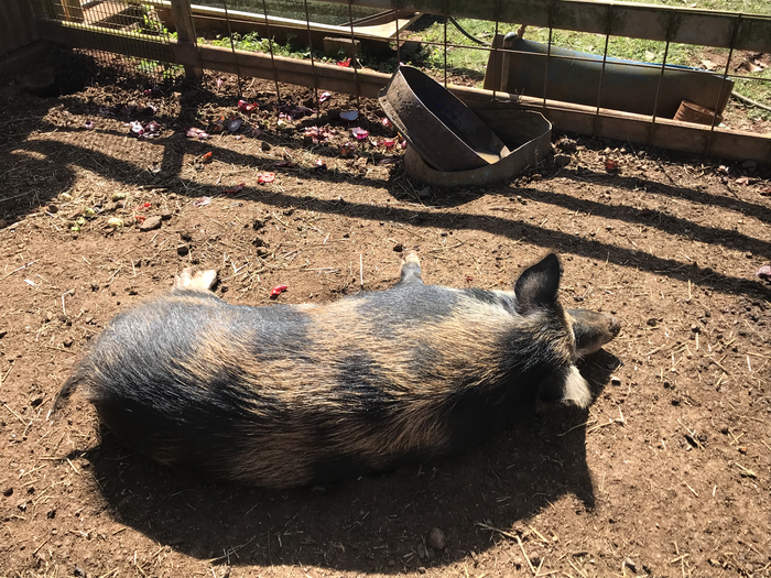 のんびり屋さんなぶたが寝ている