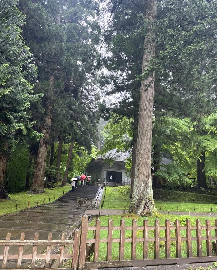 雨に濡れる参道と杉