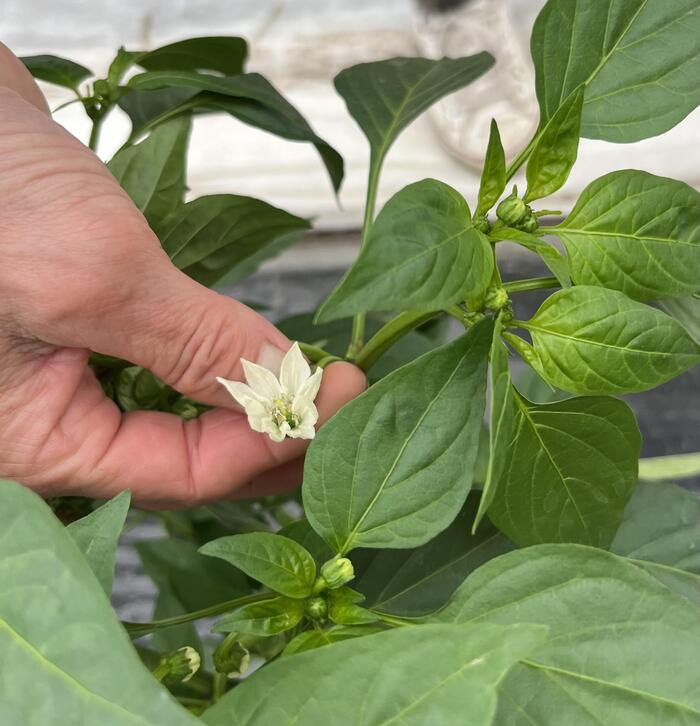 ＜ピーマンの花は白なんですよ＞