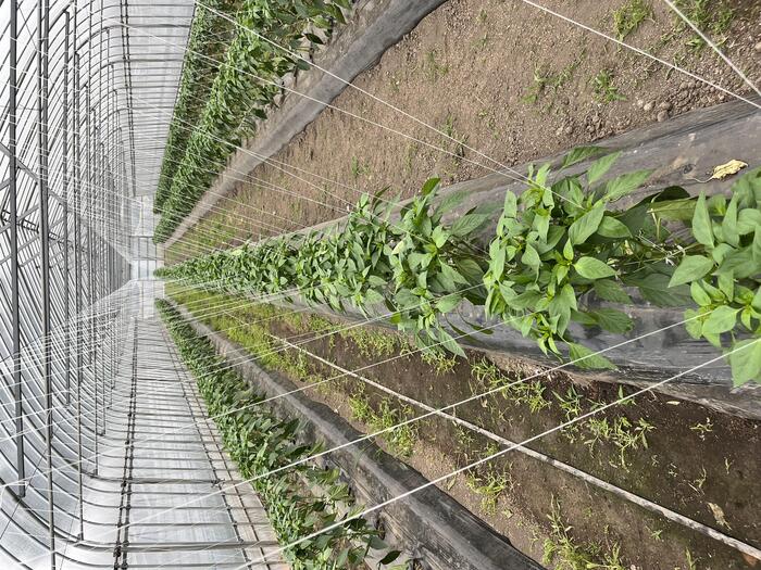 ＜ピーマンのハウスはとても綺麗に管理されていました＞