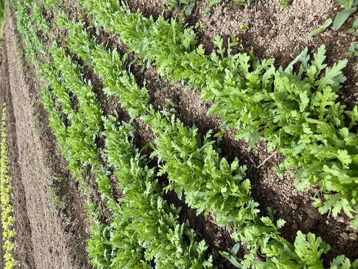 ＜柔らかくて美味しそうなシュンギク。このままムシャムシャとサラダで食べたい＞