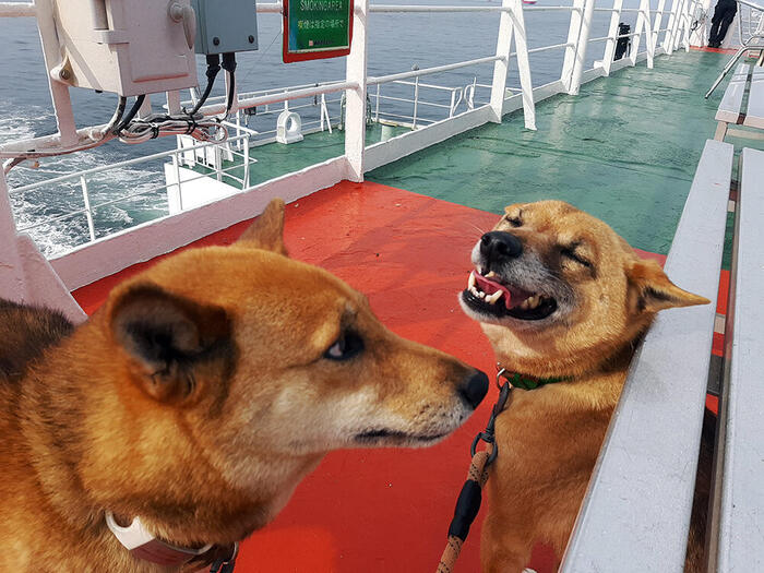 ＜東京湾フェリーに初めて乗船した愛犬＞