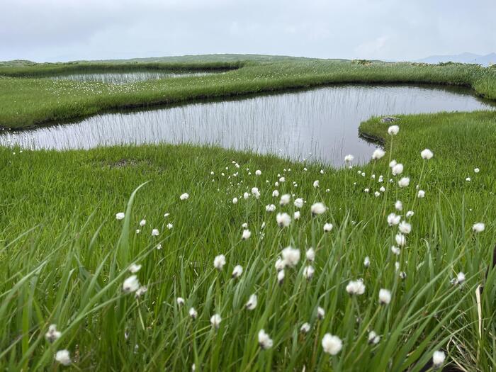 月山　弥陀ヶ原湿原