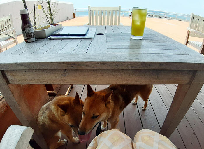 ＜館山なぎさ食堂のテラス席＞