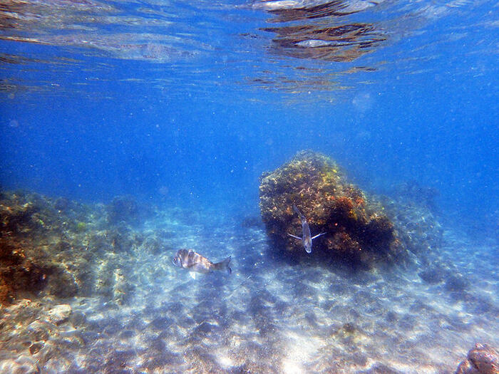 ＜見物海岸でシュノーケリング＞