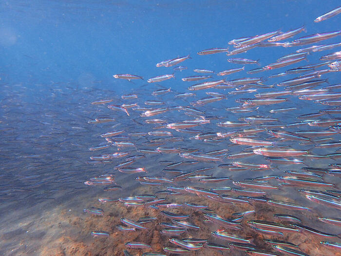 ＜イワシの群れ＞