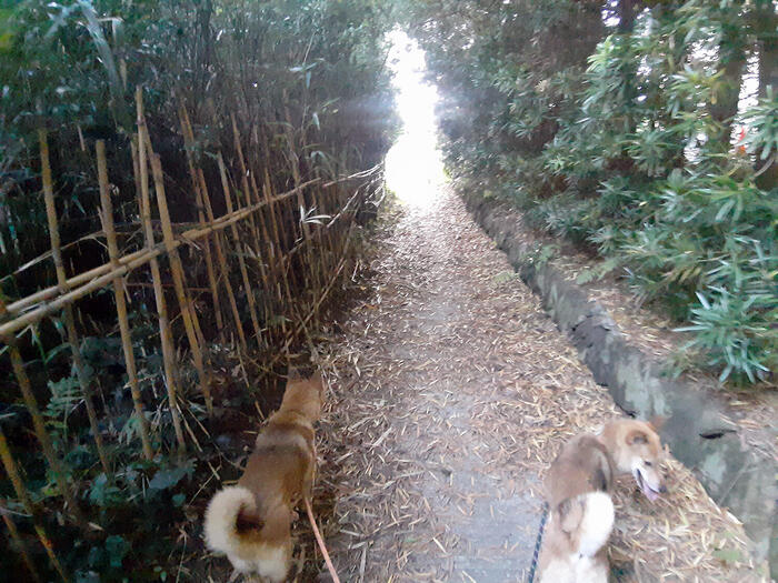 ＜小道を通ってお散歩＞