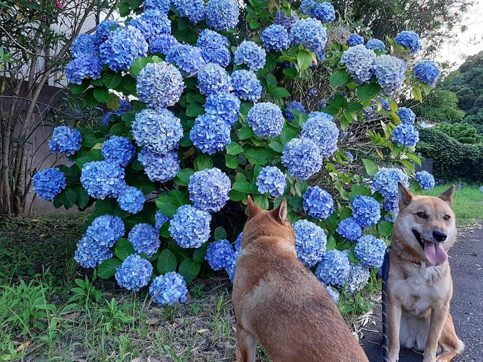 ＜背中を見せるあわと、正面を向くアスマ＞
