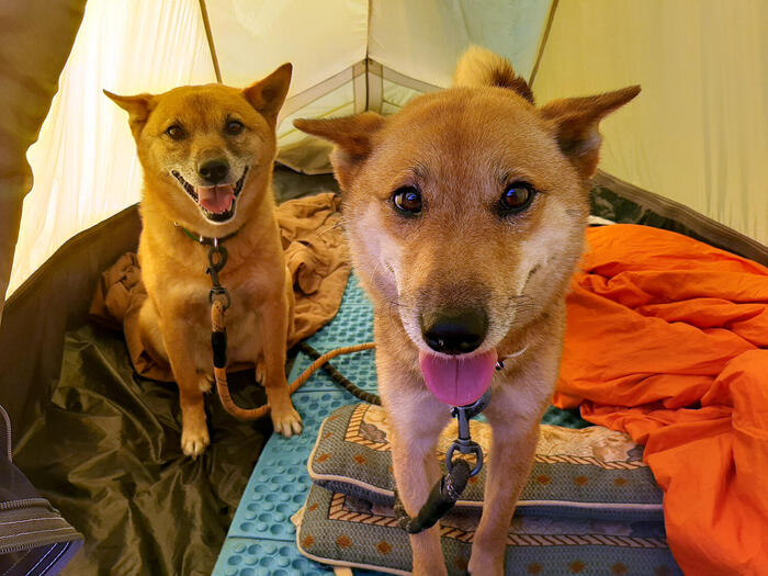 ＜朝からごきげんな愛犬たち＞