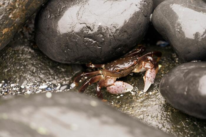 ラグナビーチ,タイドプールスポット