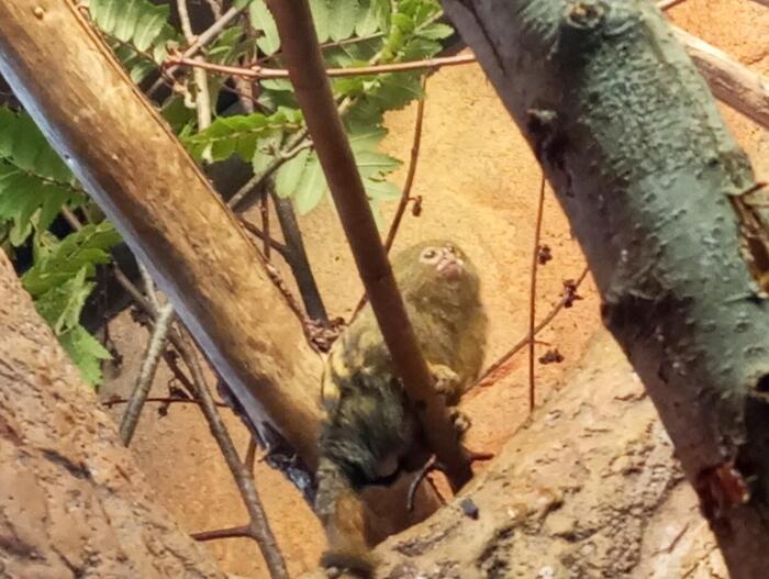 Furuvikには絶滅危惧種の動物たち