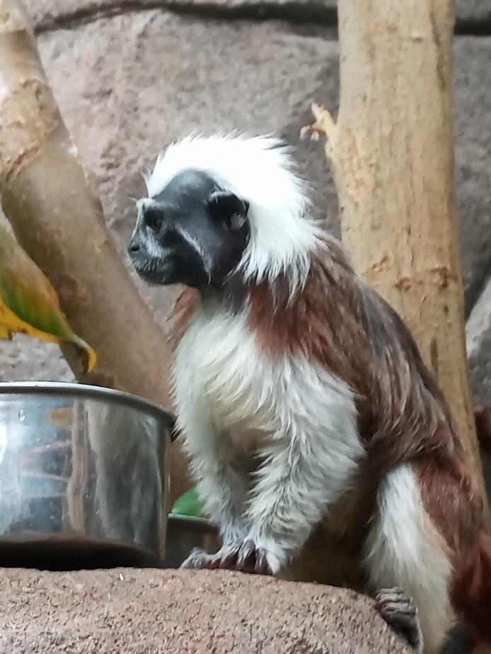 凛々しい顔とフサフサな毛が可愛らしいワタボウシタマリン