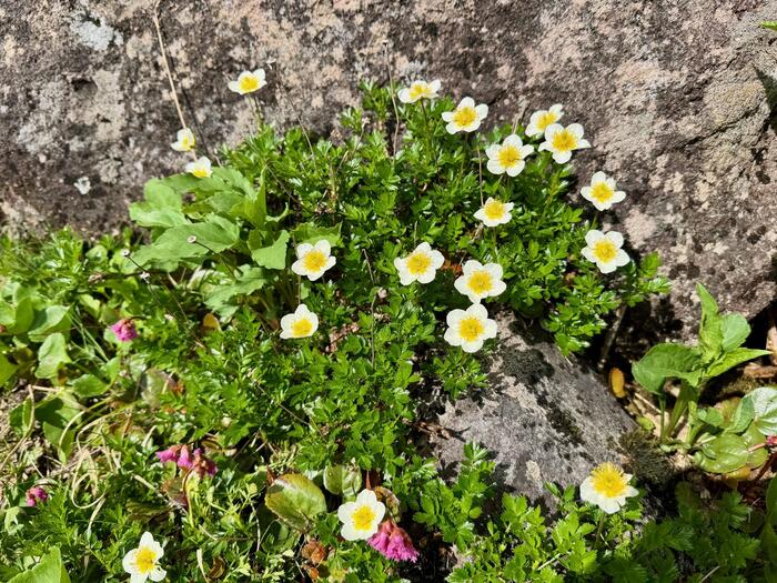 白馬岳　日本百名山　高山植物　チングルマ　長野県　富山県