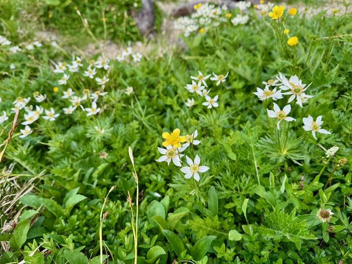 白馬岳　日本百名山　白馬大池　白馬大池山荘　高山植物　長野県　富山県