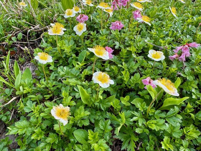 白馬岳　日本百名山　白馬大池　白馬大池山荘　高山植物　長野県　富山県
