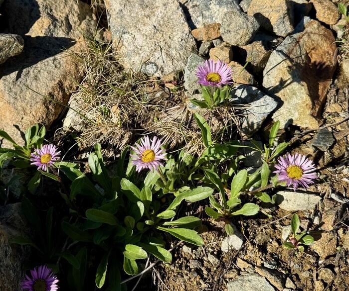 白馬岳　日本百名山　高山植物　長野県