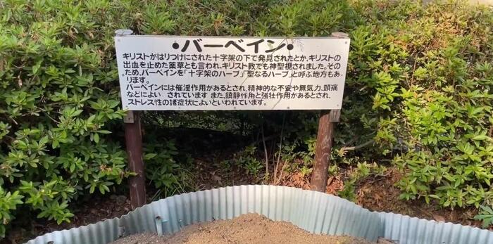 バーべイン　ハーブ