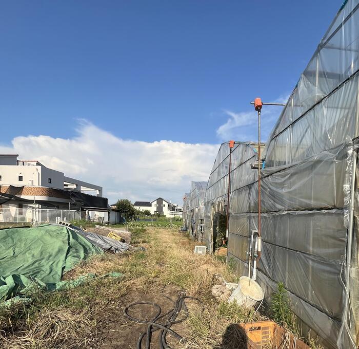 ビニールハウス