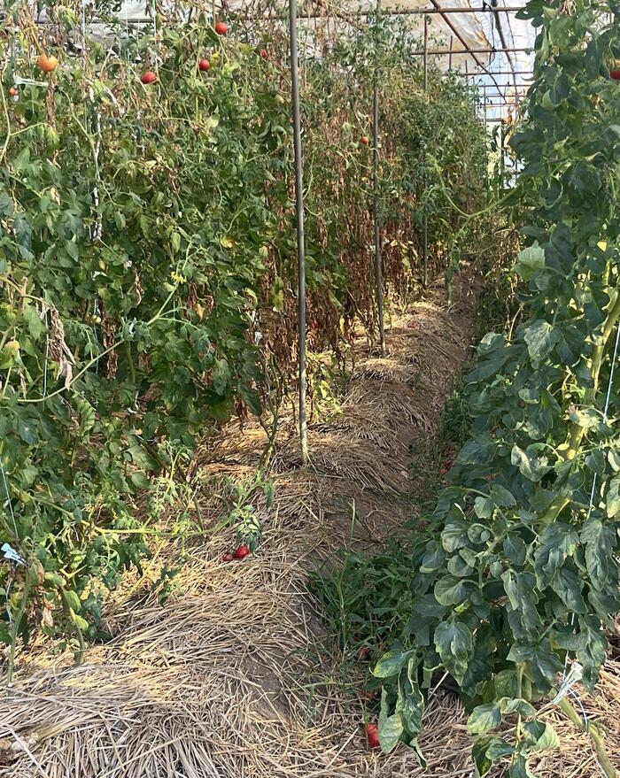 ビニールハウスの中