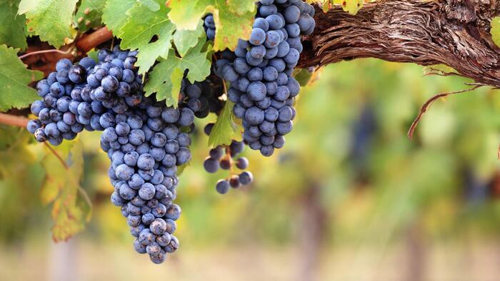 ワインになるブドウ