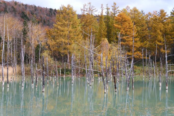 北海道・岩見沢市　紅葉
