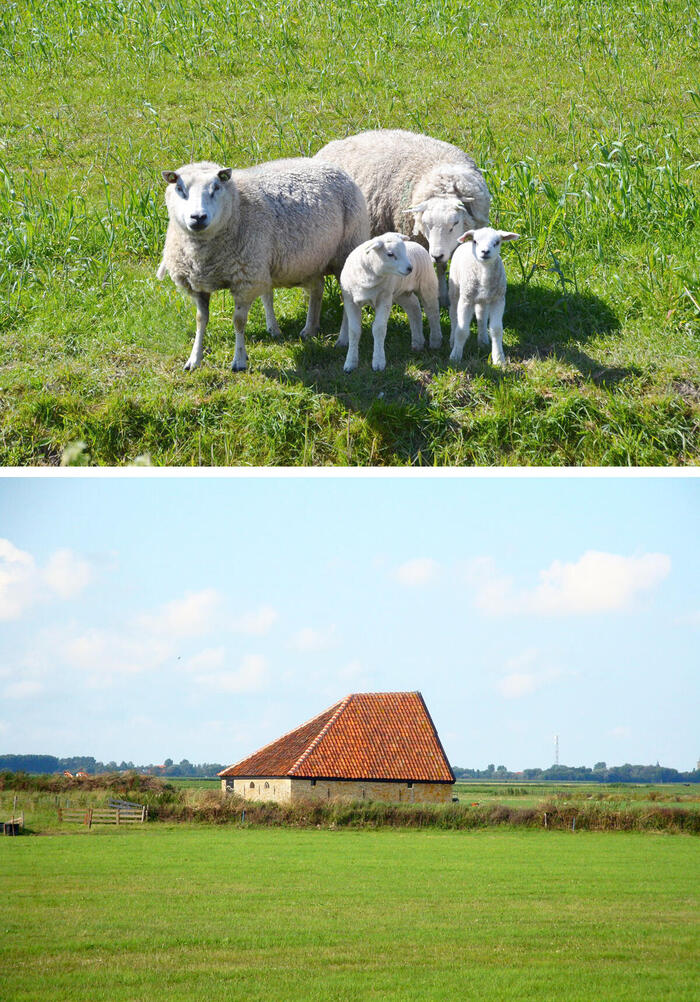 羊の数が多く、羊の島と呼ばれる　羊と牧草地