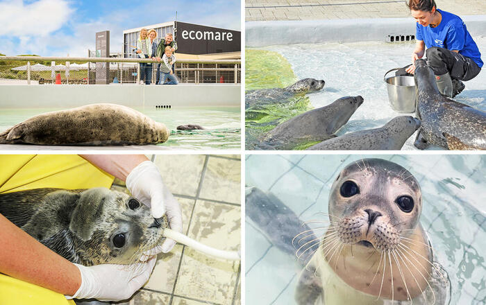 アザラシ保護施設『Ecomare』
