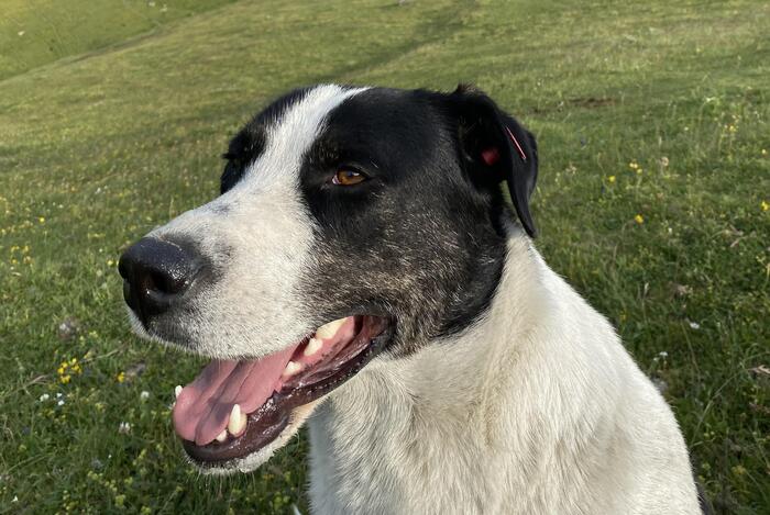 カズベキお犬 横.jpg