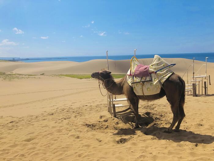 鳥取砂丘のラクダ