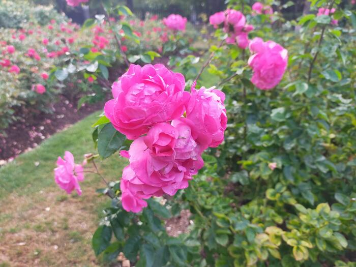 クイーンメアリーローズガーデン②.jpg