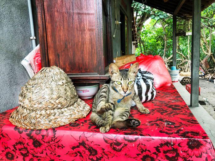 クサンバの飼いネコ