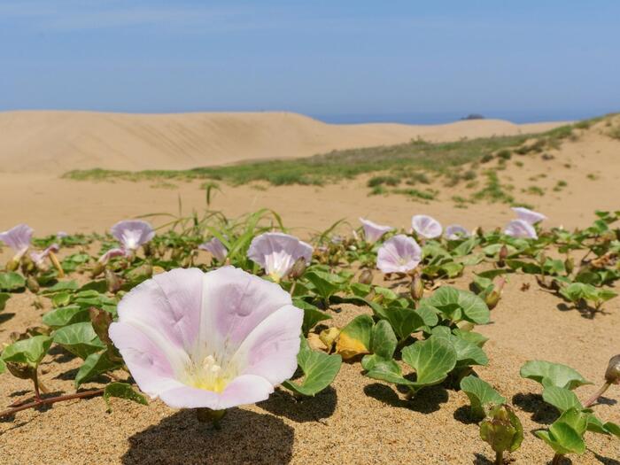 鳥取砂丘のハマヒルガオ